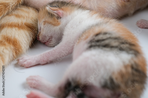 Newborn baby kittens drinking milk from their mom breast