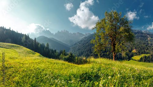 Beautiful natural landscape in the summer time. View on majestic mountains, grassy hills with fresh green grass and alone tree under sunlit. Rural perfect scene of nature. sunny morning of countryside