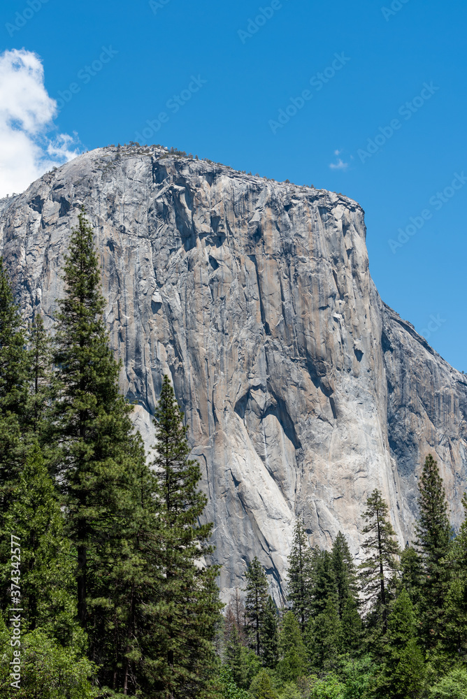 A vertical view with trees of El Capitan, a vertical granite monolith or rock formation located in Yosemite national Park, California, on a clear blue sky