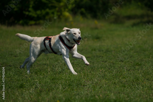 Dog in the Park photo