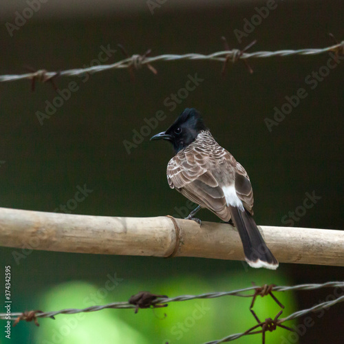 A Bulbul Bird photo