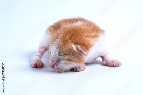 Newborn kittens are sleeping on the white floor