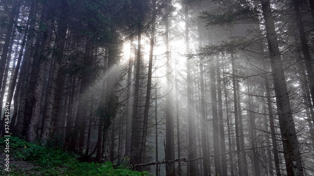 Fototapeta premium sunbeams in the forest on a misty morning