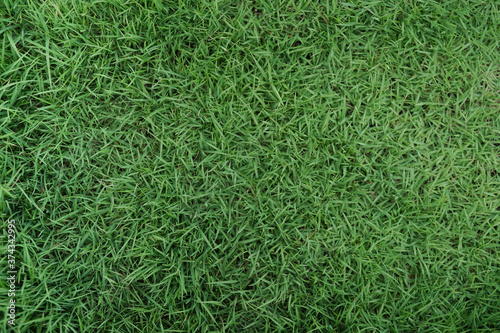 Grass texture for the background. Natural green grass top view sport background texture concept.