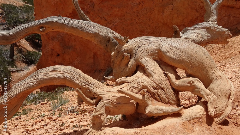 Obraz premium Gnarled Deadwood in Bryce Canyon, Utah, USA