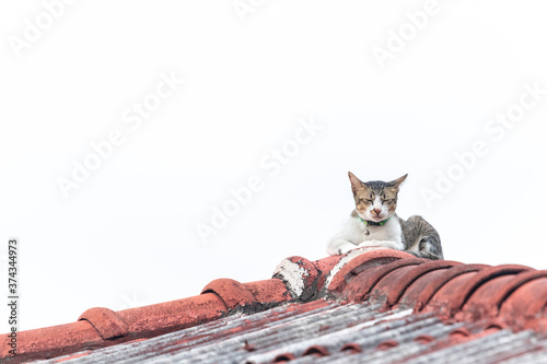 A cat sleeping on the tile roof.
