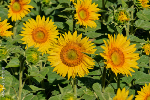 Tournesol  magnifique fleur jaune qui se tourne vers le soleil sans boussole et forment de splendides et grandioses champs pour notre plus grand plaisir