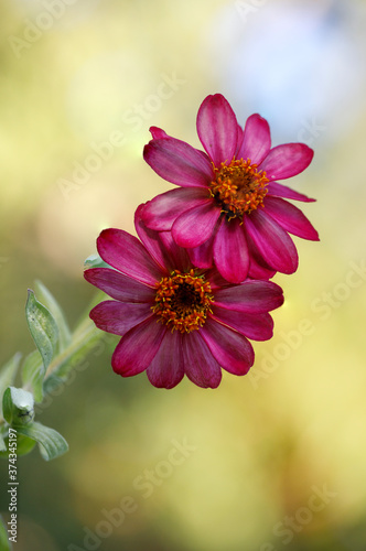 macro of pink zinnia single petal