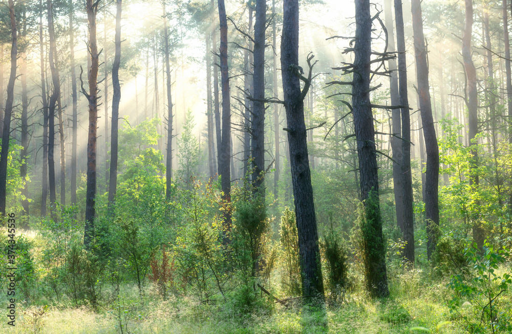 Naklejka premium Beautiful sunny morning in the forest