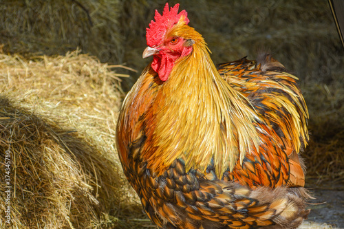 A handsome gold and brown orpington cockerel in a farm yard