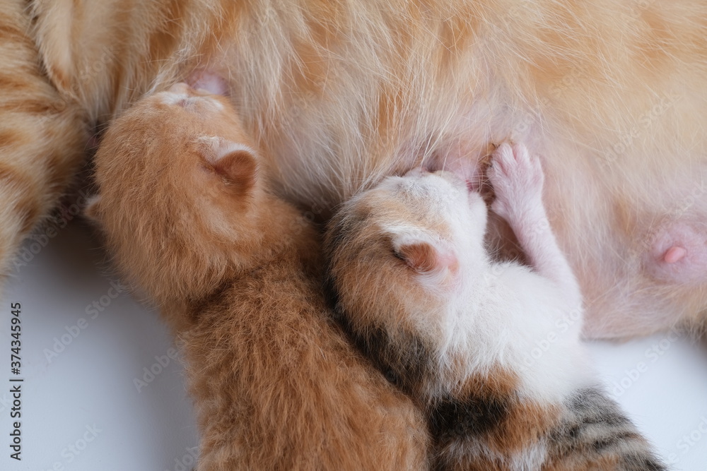 Newborn baby kittens drinking milk from their mom breast