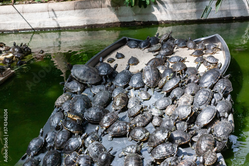 Turtles climbing up the hill in Atocha train station in Madrid, Spain