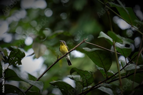 A sulawesi yellow-breasted hummingbird perched on a tree branch photo