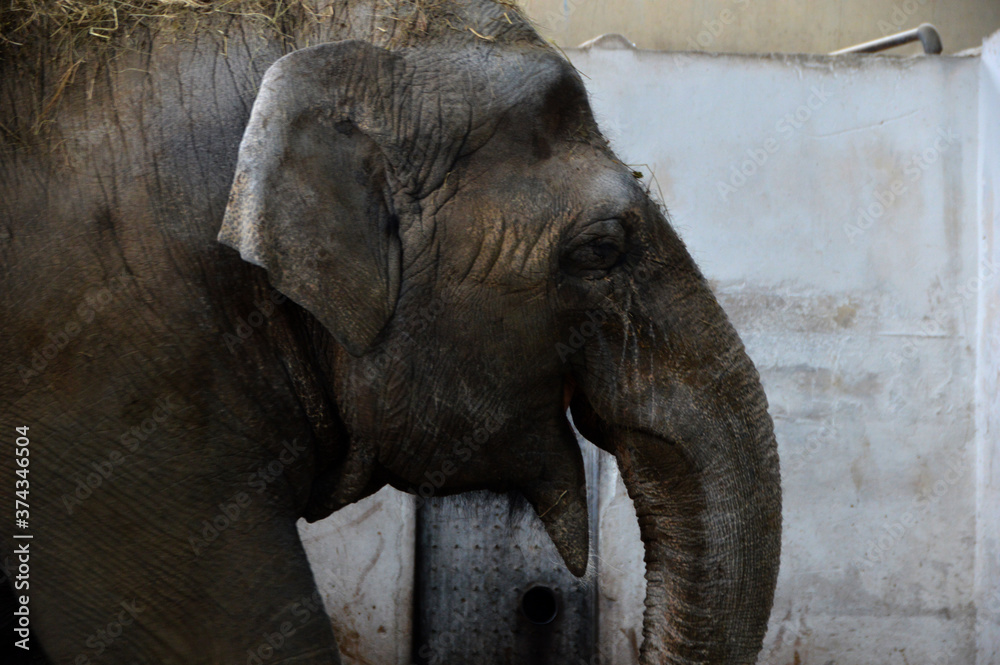 elephant in the zoo. wild animals in captivity. open cells
