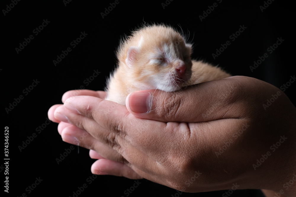 New born kitten sleeping on hand with black background New born kitten sleeping on hand with black background