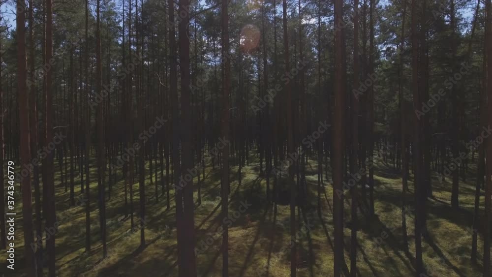 Mossy Coniferous Forest on a Sunny Summer Day. Aerial Pedestal-Up