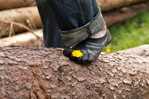 Foot with barefoot shoe and dandelion between the toes on a tree trunk