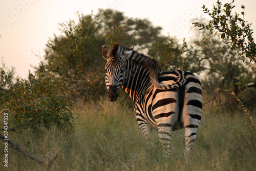 Zebra schaut dich an