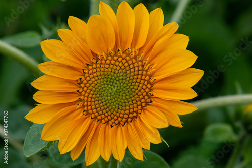 Closeup of orange sunflower with green center in field