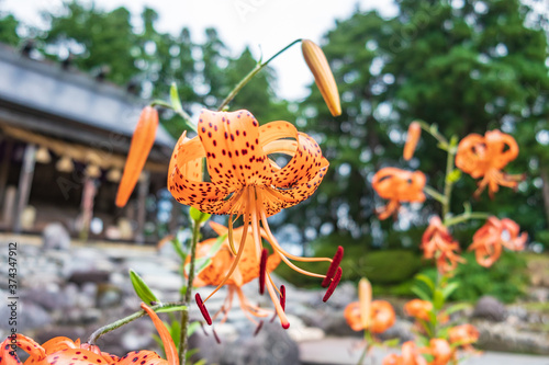 The Karamatsu Shrine is a long-established ancient shrine in Daisen City, Akita Prefecture, Japan photo