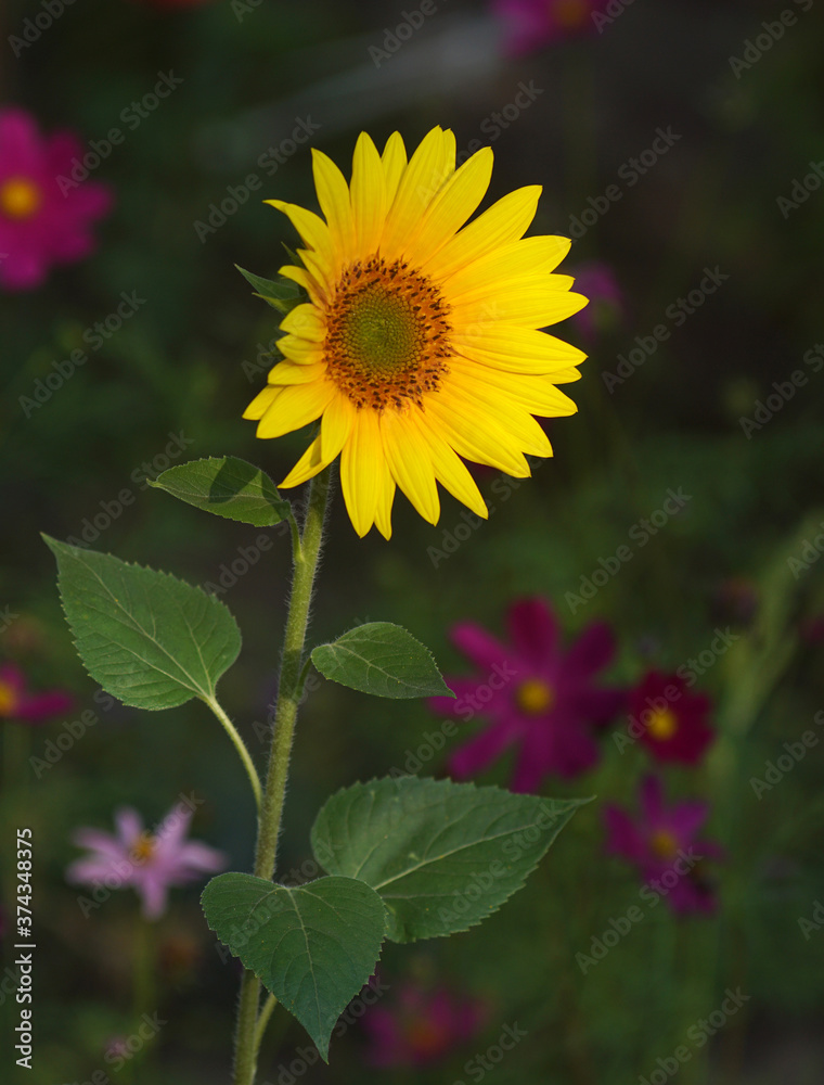 Yellow blooming sunflower in close-up photography Yellow blooming sunflower in close-up photography
