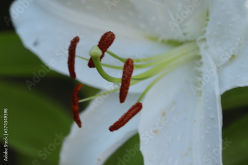 biała  lilia  widziana  z  bliska  w  ogrodzie