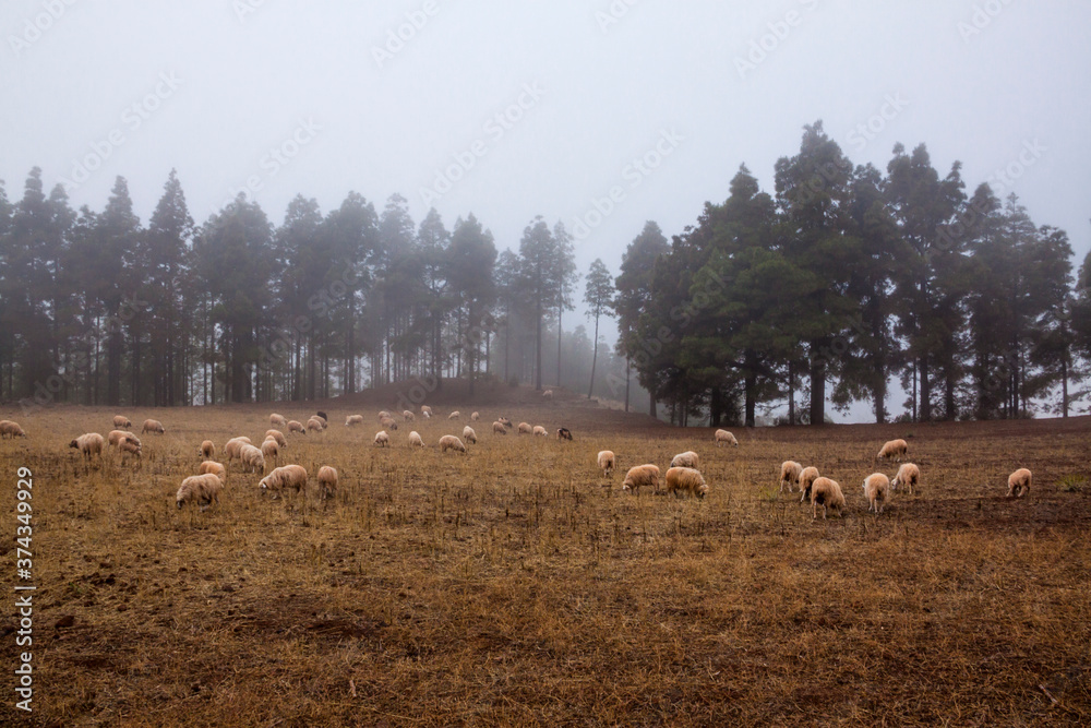 Obraz premium Ganado de ovejas