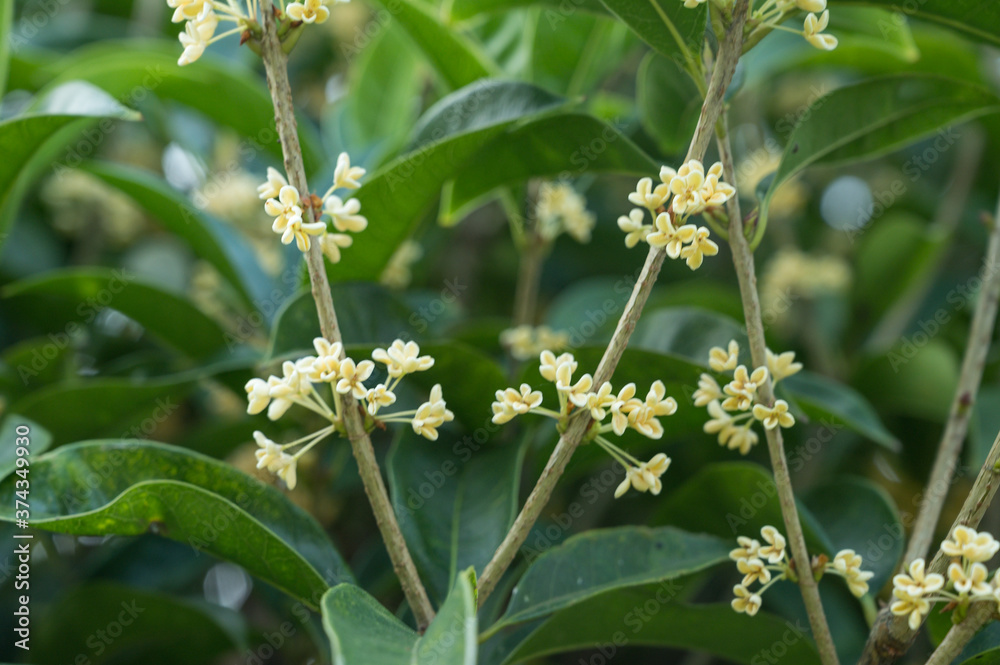 Osmanthus, a symbol of Chinese Mid-Autumn Festival Osmanthus, a symbol of Chinese Mid-Autumn Festival