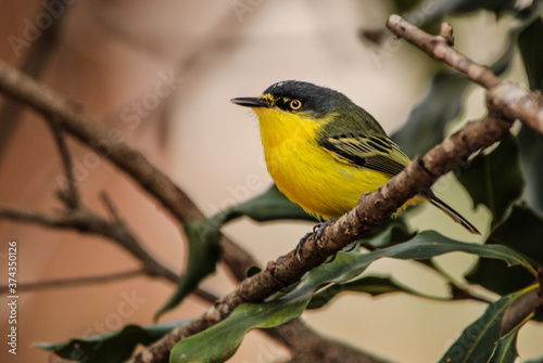 Common Tody-Flycatcher photo