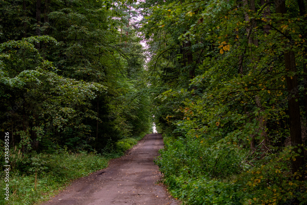 Obraz premium natural landscape in the reserve in summer