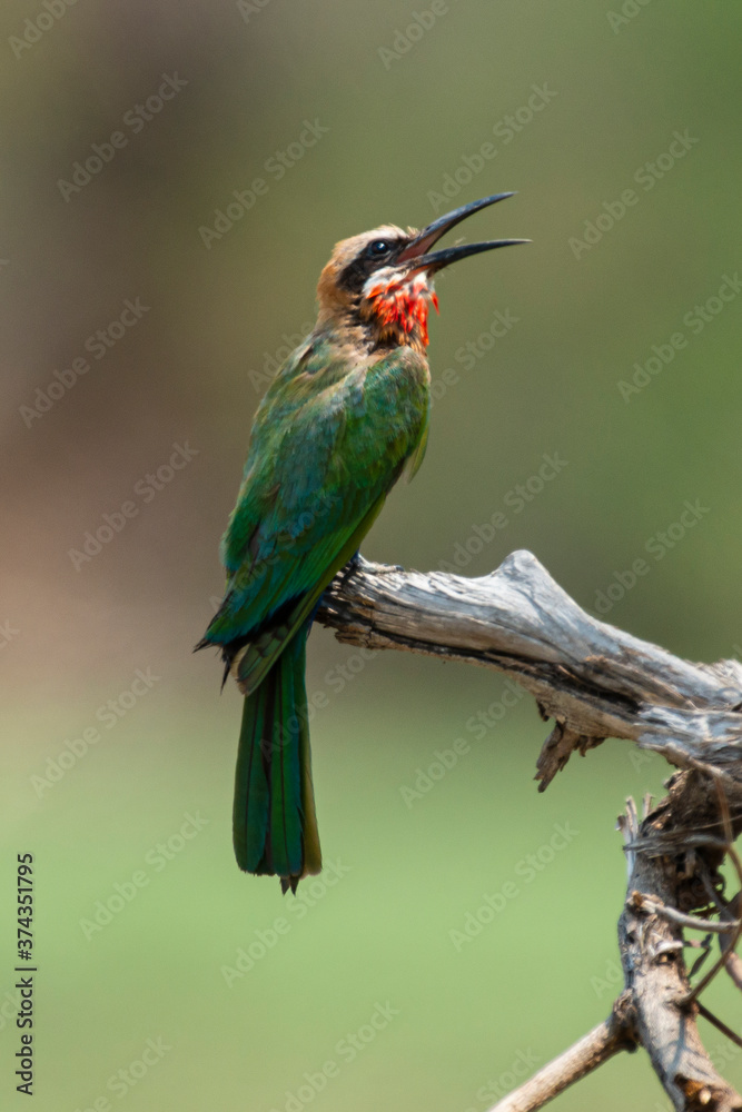 custom made wallpaper toronto digitalGuêpier à front blanc,.Merops bullockoides, White fronted Bee eater
