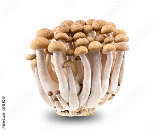 brown beech mushroom on white background