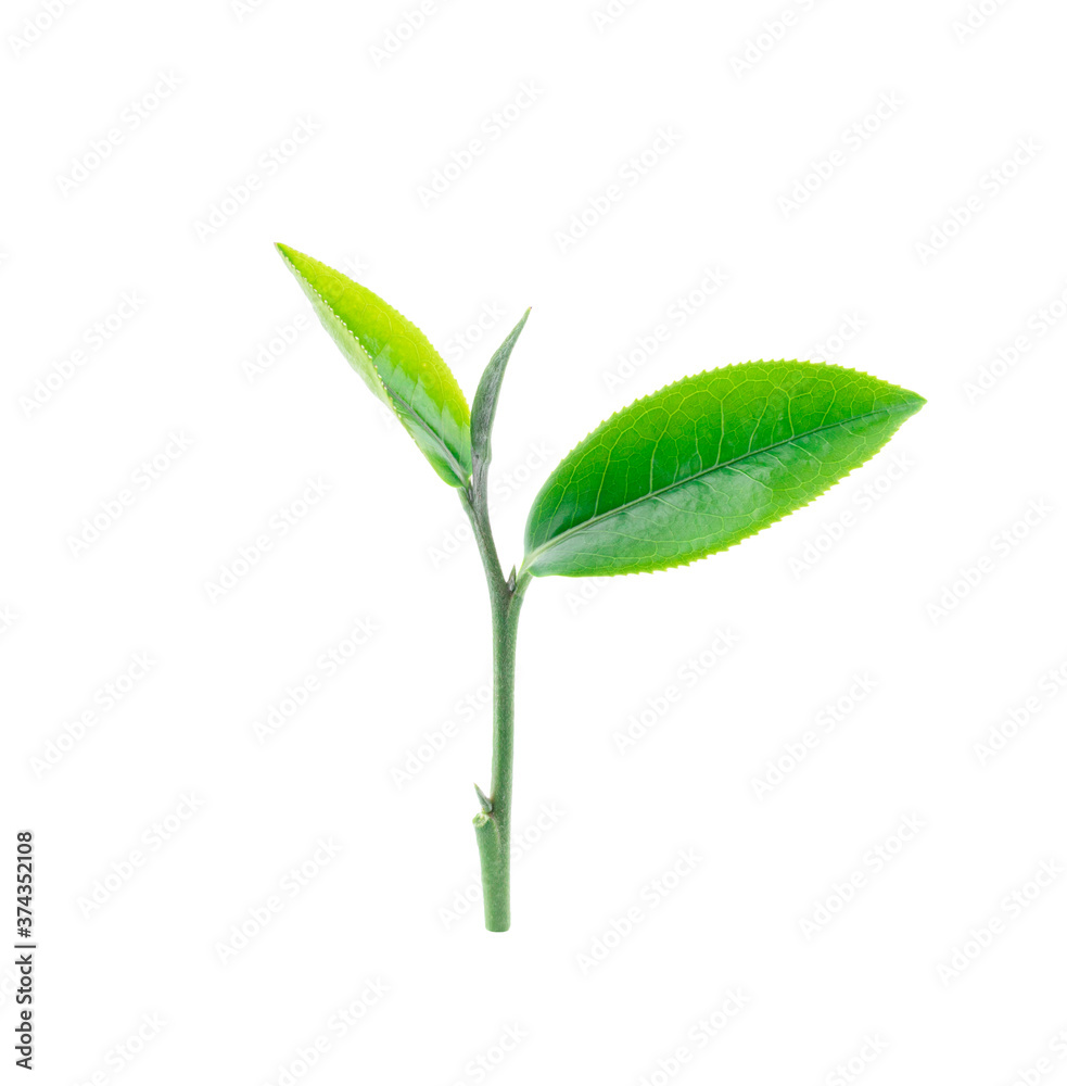 green tea leaf isolated on white background green tea leaf isolated on white background