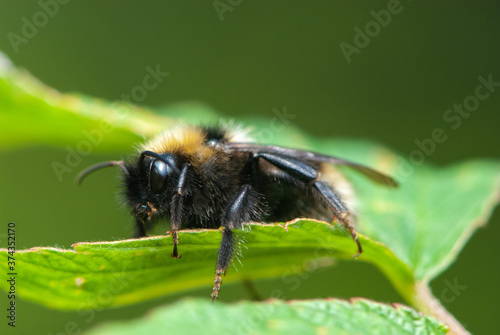 Close-up solitary leafcutter bee or alfalfa leafcutting bee on green leaf © Tatiana