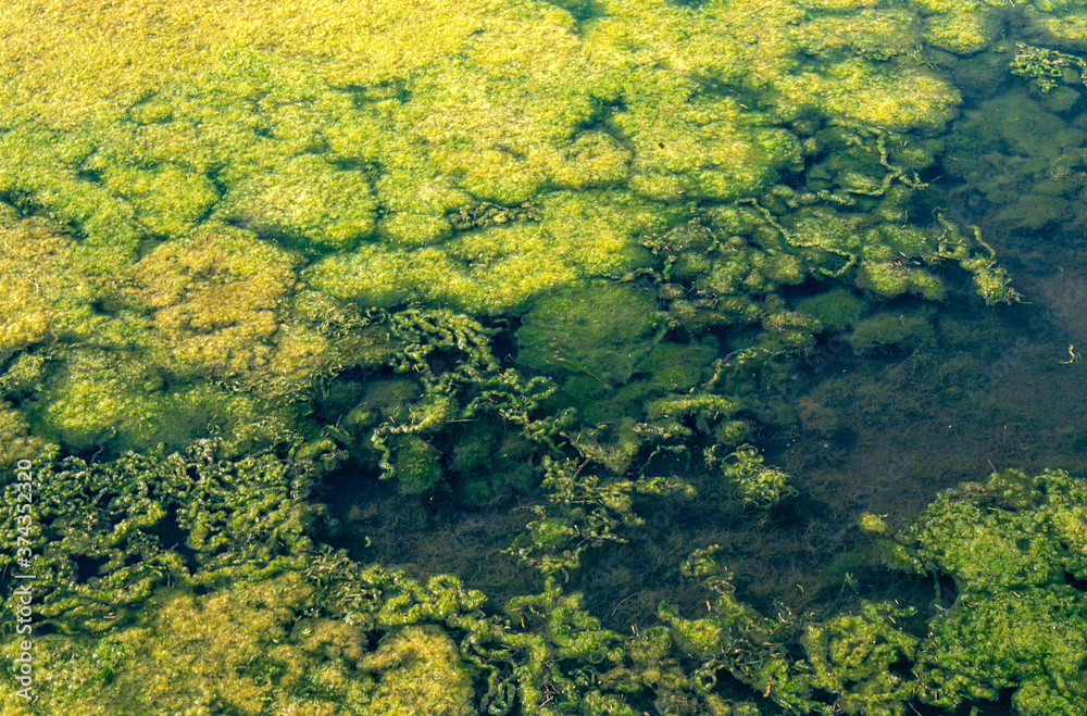 Limu, ruppie, Ruppia maritima, Marais salants