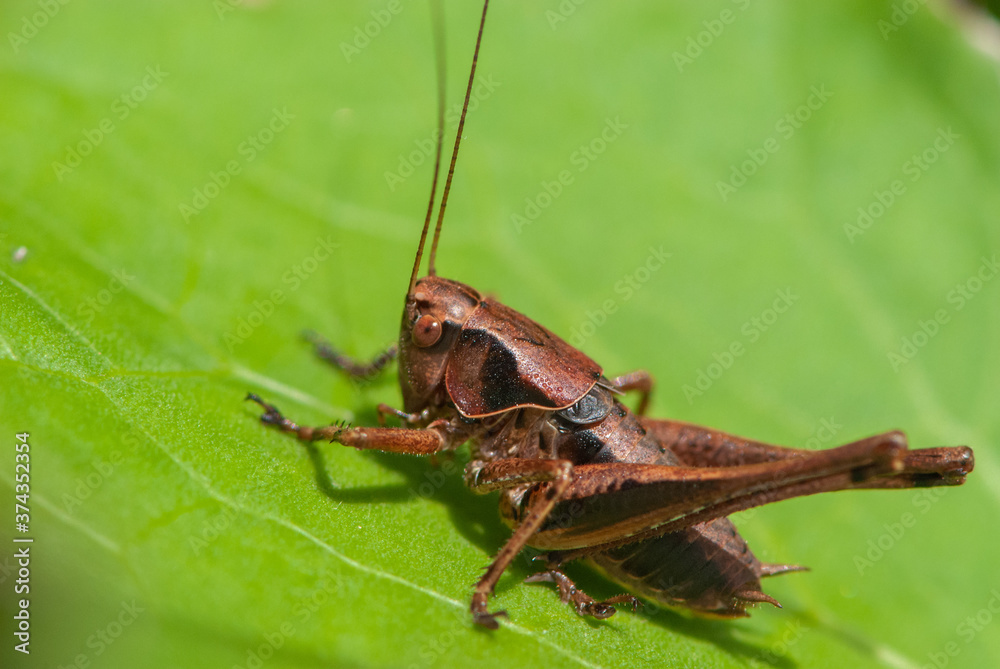 Close-up alpine brown grasshopper with big beautiful eyes on a green leaf Close-up alpine brown grasshopper with big beautiful eyes on a green leaf