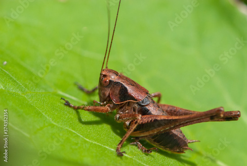 Close-up alpine brown grasshopper with big beautiful eyes on a green leaf