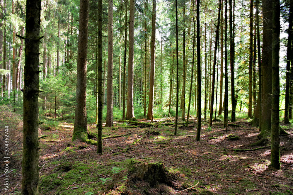 Der Schwarzwald! Der Schwarzwald!