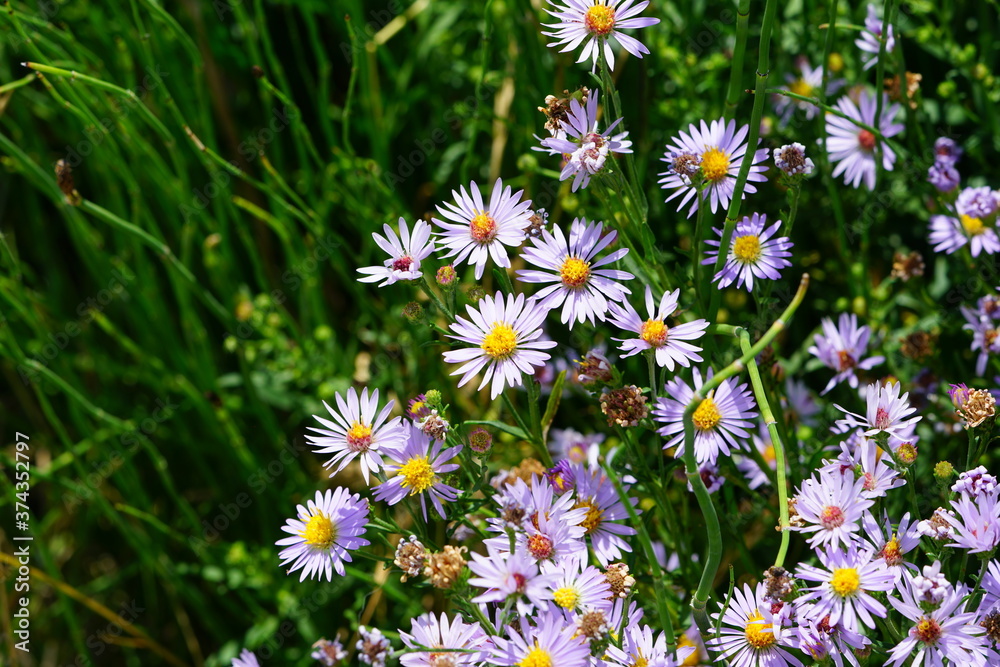 Purple aster wild flowers in bloom in Grand Teton National Park Purple aster wild flowers in bloom in Grand Teton National Park