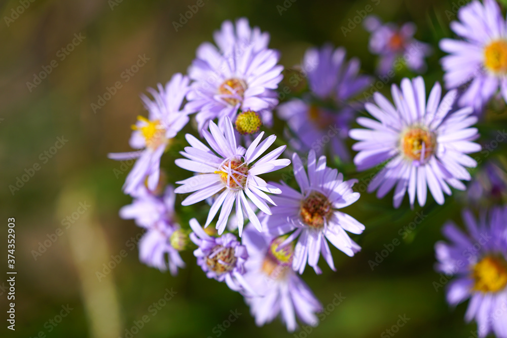 Purple aster wild flowers in bloom in Grand Teton National Park Purple aster wild flowers in bloom in Grand Teton National Park