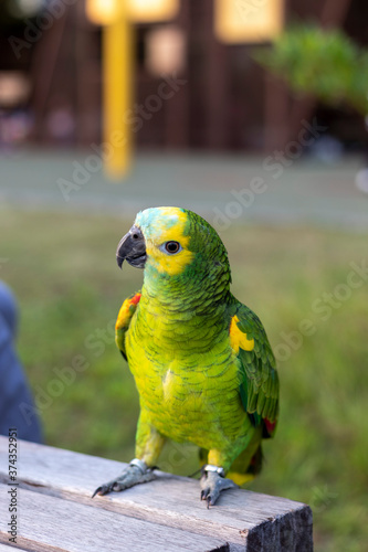 Green parrot at the park in Hong Kong
