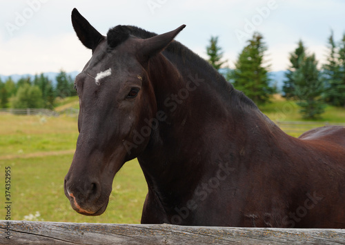 Brown horse on a ranch in summer in Grand Teton National Park in Wyoming, United States