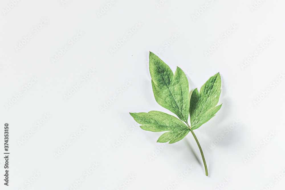 Green leaf on a white background. Isolate. Green leaf on a white background. Isolate.