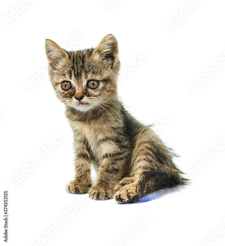 Asia small cats isolated from white background
