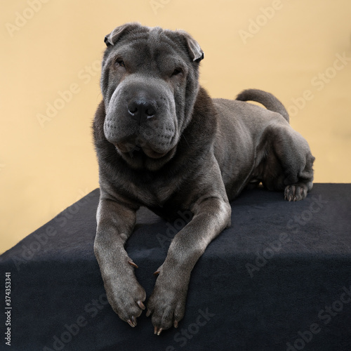 Lying grey Sharpei dog looking at the camera isolated on a beige background