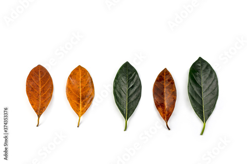 Collection leaves dry from the background. Leaves dry Isolated on white background