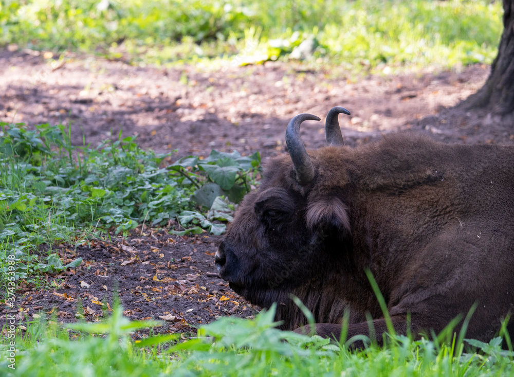 large brown Central Russian bison in the forest in natural conditions in summer large brown Central Russian bison in the forest in natural conditions in summer