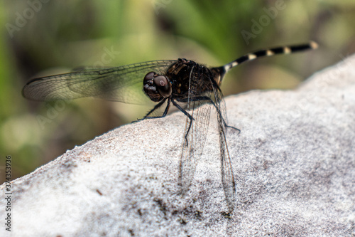 close up of a dragonfly © jfr921001