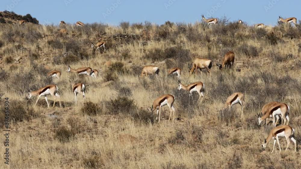 Springbok (Antidorcas marsupialis) and red hartebeest (Alcelaphus buselaphus) antelopes feeding in dry grassland, South Africa Springbok (Antidorcas marsupialis) and red hartebeest (Alcelaphus buselaphus) antelopes feeding in dry grassland, South Africa