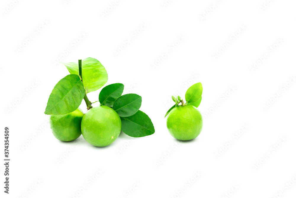 fresh lime. Green leaf lime isolated on white background. fresh lime. Green leaf lime isolated on white background.